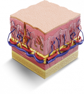 Collagen Remodeling